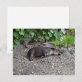 tapir slaapt op zand briefkaart (Voorkant / Achterkant)