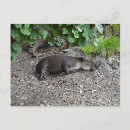 tapir slaapt op zand briefkaart (Voorkant)