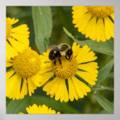 Tapping In Poster (Voorkant)