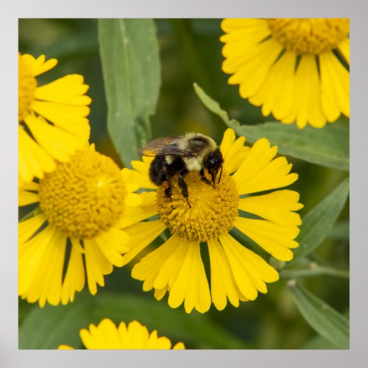 Tapping In Poster (Voorkant)