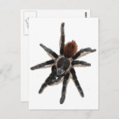 Taranchula spin live briefkaart (Voorkant / Achterkant)
