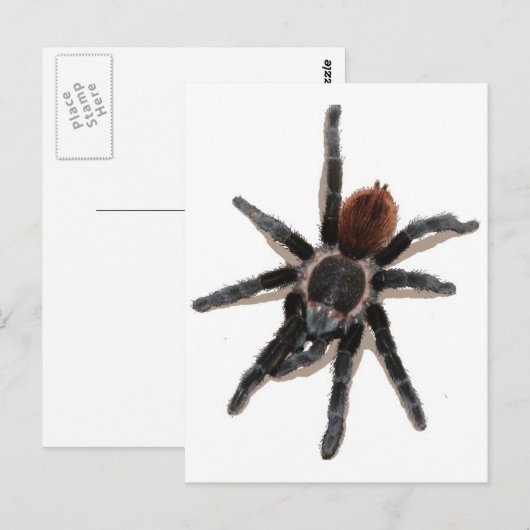 Taranchula spin live briefkaart (Voorkant / Achterkant)