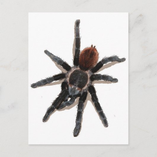 Taranchula spin live briefkaart (Voorkant)