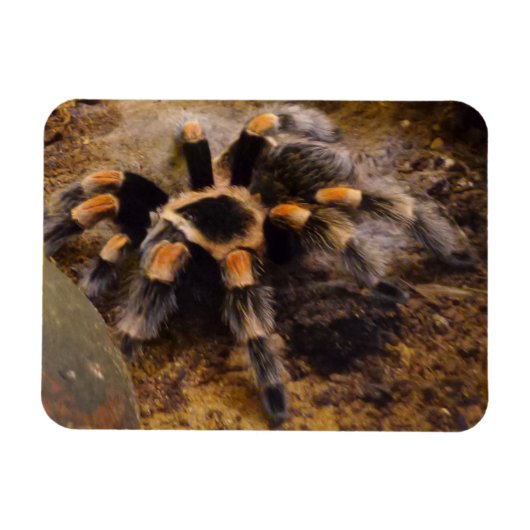 Tarantula 3"x4" Magnet Magneet (Horizontaal)