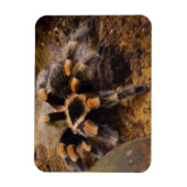 Tarantula 3"x4" Magnet Magneet (Verticaal)