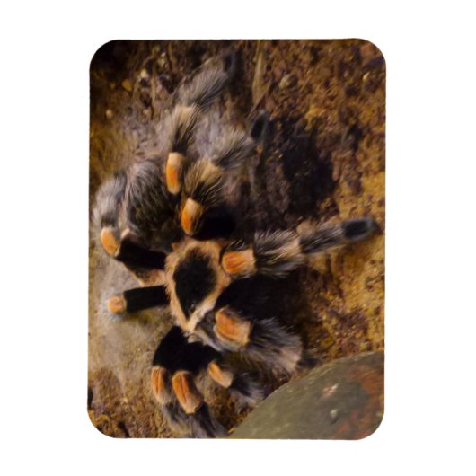 Tarantula 3"x4" Magnet Magneet (Verticaal)