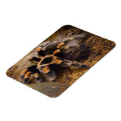 Tarantula 3"x4" Magnet Magneet (Linkerzijde)