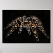 Tarantula Big Spider Hairy Arachnoid Poster (Voorkant)