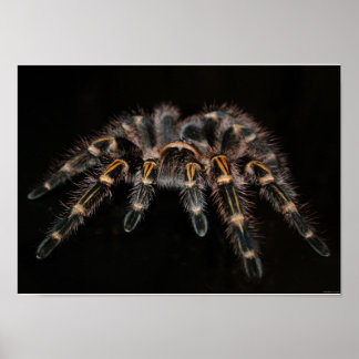 Tarantula Big Spider Hairy Arachnoid Poster