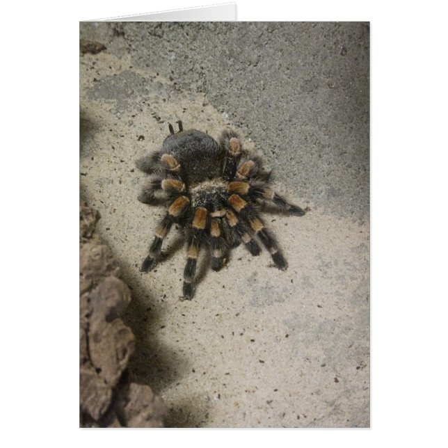 Tarantula Blank-kaart (Voorkant)