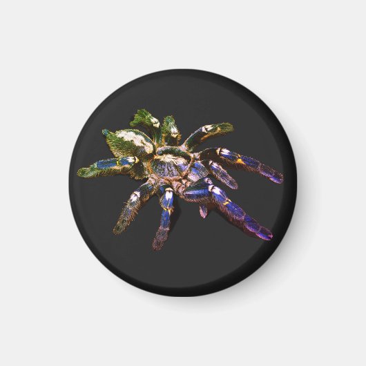 Tarantula blauw/rood/oranje/zwarte spin magneet (Voorkant)