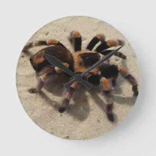 Tarantula brachypelma red knee poisonous ronde klok