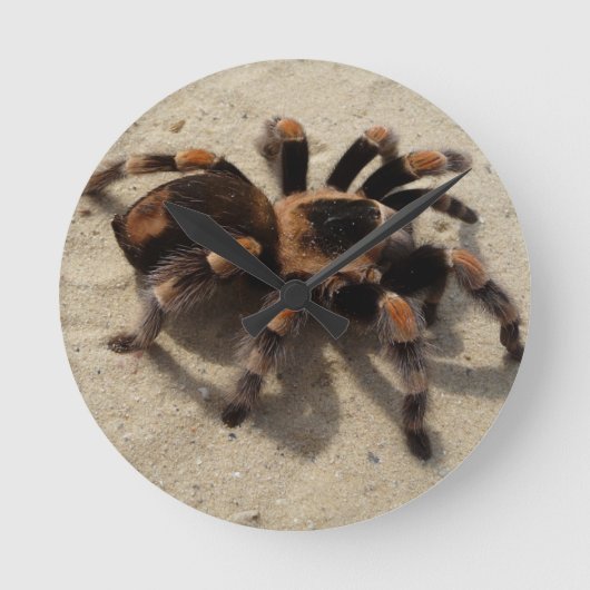 Tarantula brachypelma red knee poisonous ronde klok (Voorkant)