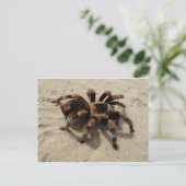 Tarantula brachypelma rode knie giftig briefkaart (Staand voorkant)