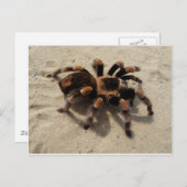 Tarantula brachypelma rode knie giftig briefkaart (Voorkant / Achterkant)