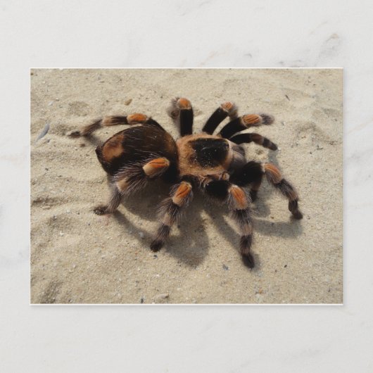 Tarantula brachypelma rode knie giftig briefkaart (Voorkant)