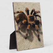 Tarantula brachypelma rode knie giftig fotoplaat (Zijkant)