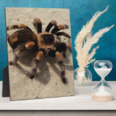 Tarantula brachypelma rode knie giftig fotoplaat (Zijkant)