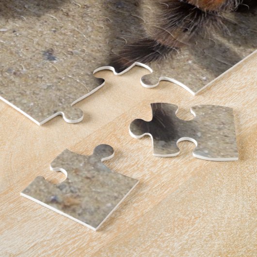 Tarantula brachypelma rode knie giftig legpuzzel (Zijkant)