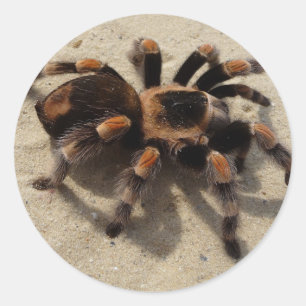Tarantula brachypelma rode knie giftig ronde sticker