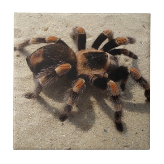 Tarantula brachypelma rode knie giftig tegeltje (Voorkant)