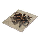 Tarantula brachypelma rode knie giftig tegeltje (Zijkant)