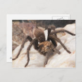 Tarantula Briefkaart (Voorkant / Achterkant)