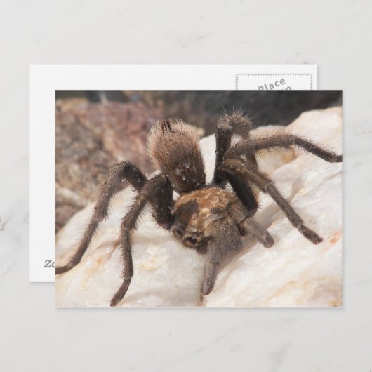 Tarantula Briefkaart (Voorkant / Achterkant)