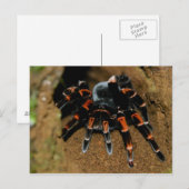 Tarantula Briefkaart (Voorkant / Achterkant)