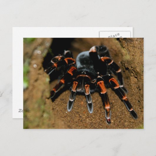Tarantula Briefkaart (Voorkant / Achterkant)