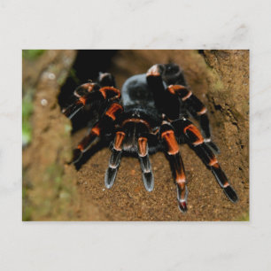Tarantula Briefkaart