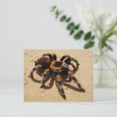 Tarantula Briefkaart (Staand voorkant)