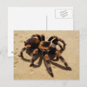 Tarantula Briefkaart (Voorkant / Achterkant)