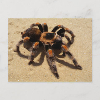 Tarantula Briefkaart