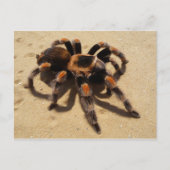 Tarantula Briefkaart (Voorkant)
