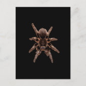 Tarantula Briefkaart (Voorkant)