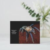 Tarantula Briefkaart (Staand voorkant)