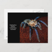 Tarantula Briefkaart (Voorkant / Achterkant)