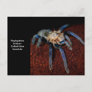 Tarantula Briefkaart