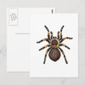Tarantula Briefkaart (Voorkant / Achterkant)