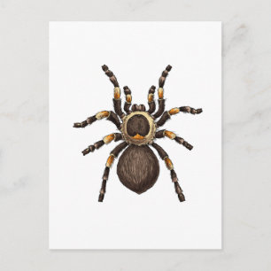 Tarantula Briefkaart