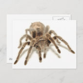 Tarantula Briefkaart (Voorkant / Achterkant)
