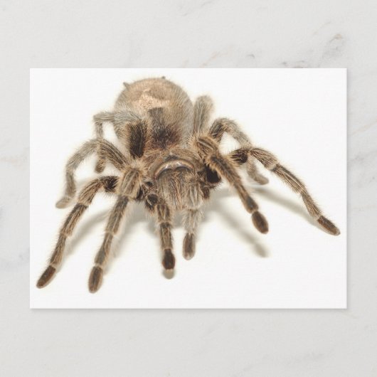 Tarantula Briefkaart (Voorkant)