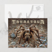 Tarantula Briefkaart (Voorkant / Achterkant)
