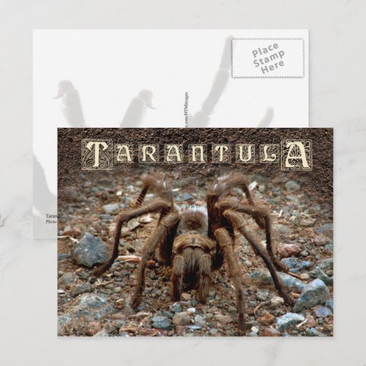 Tarantula Briefkaart (Voorkant / Achterkant)