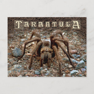 Tarantula Briefkaart