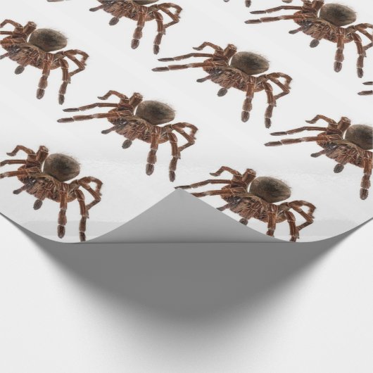TARANTULA CADEAUPAPIER (Hoek)