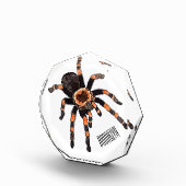 Tarantula cartoon illustratie fotoblokken (Rechts)