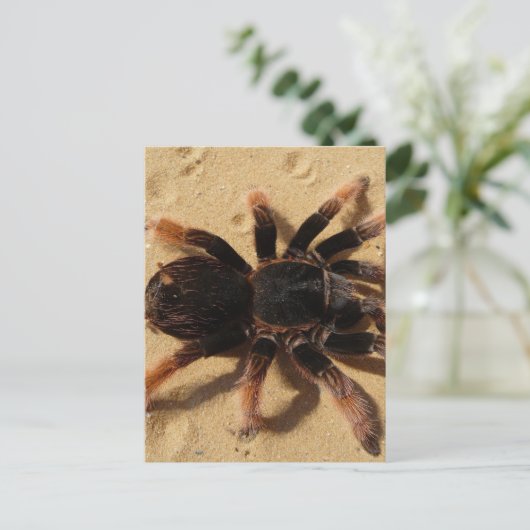 Tarantula-foto Briefkaart (Staand voorkant)