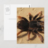Tarantula-foto Briefkaart (Voorkant / Achterkant)